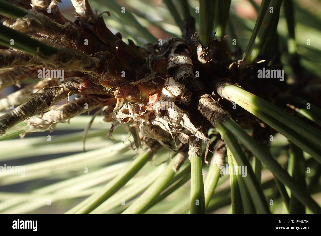 Close-up of sunlit Austrian pine (Pinus nigra) branch with dappled shade Stock Photo