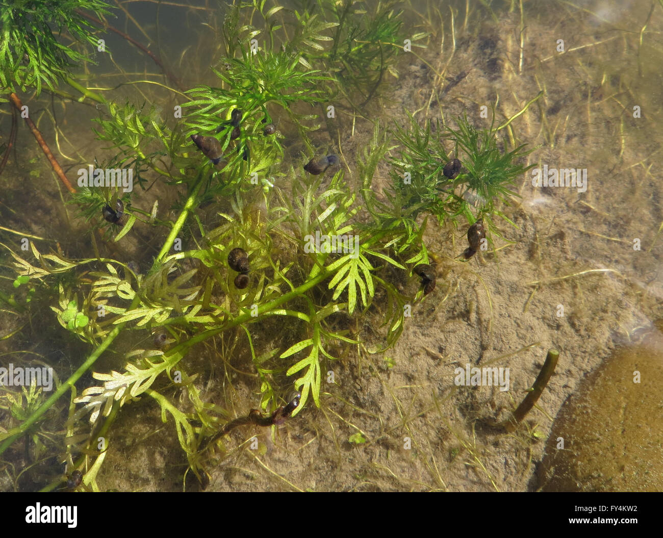 Small pond snails (Planorbarius corneus, Lymnaea stagnalis and Radix peregra) on water violet (Hottonia palustris) Stock Photo