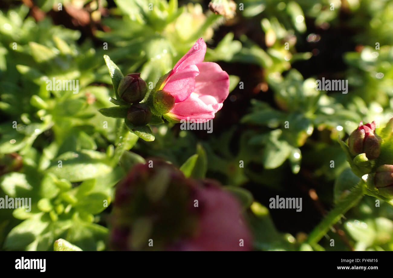 Close up of pink saxifrage (Saxifraga) flower and bud in sunshine Stock Photo