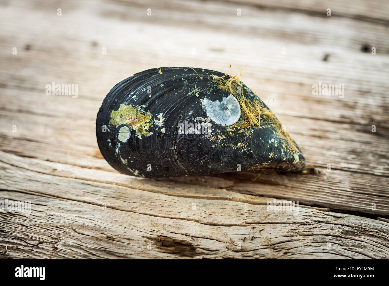 Raw mussel on old wooden table close up Stock Photo