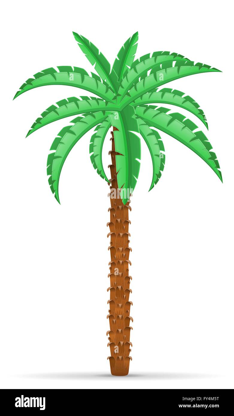 palm tree vector illustration isolated on white background Stock Vector ...