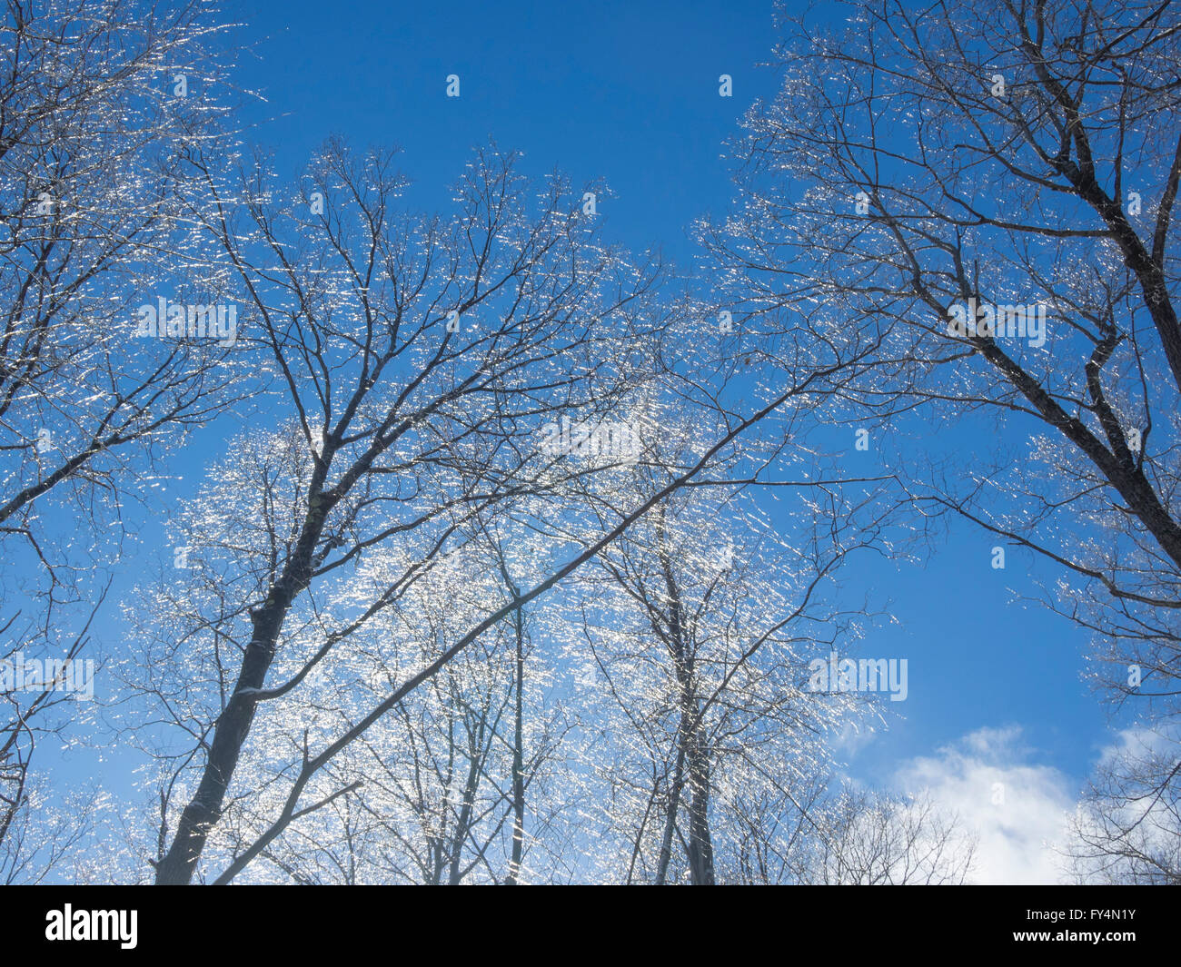 Trees with blue skies Stock Photo - Alamy