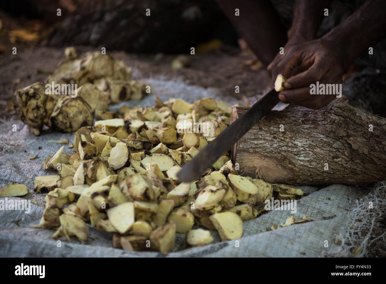 Fresh kava root being prepared for drink, Vanuatu. Stock Photo