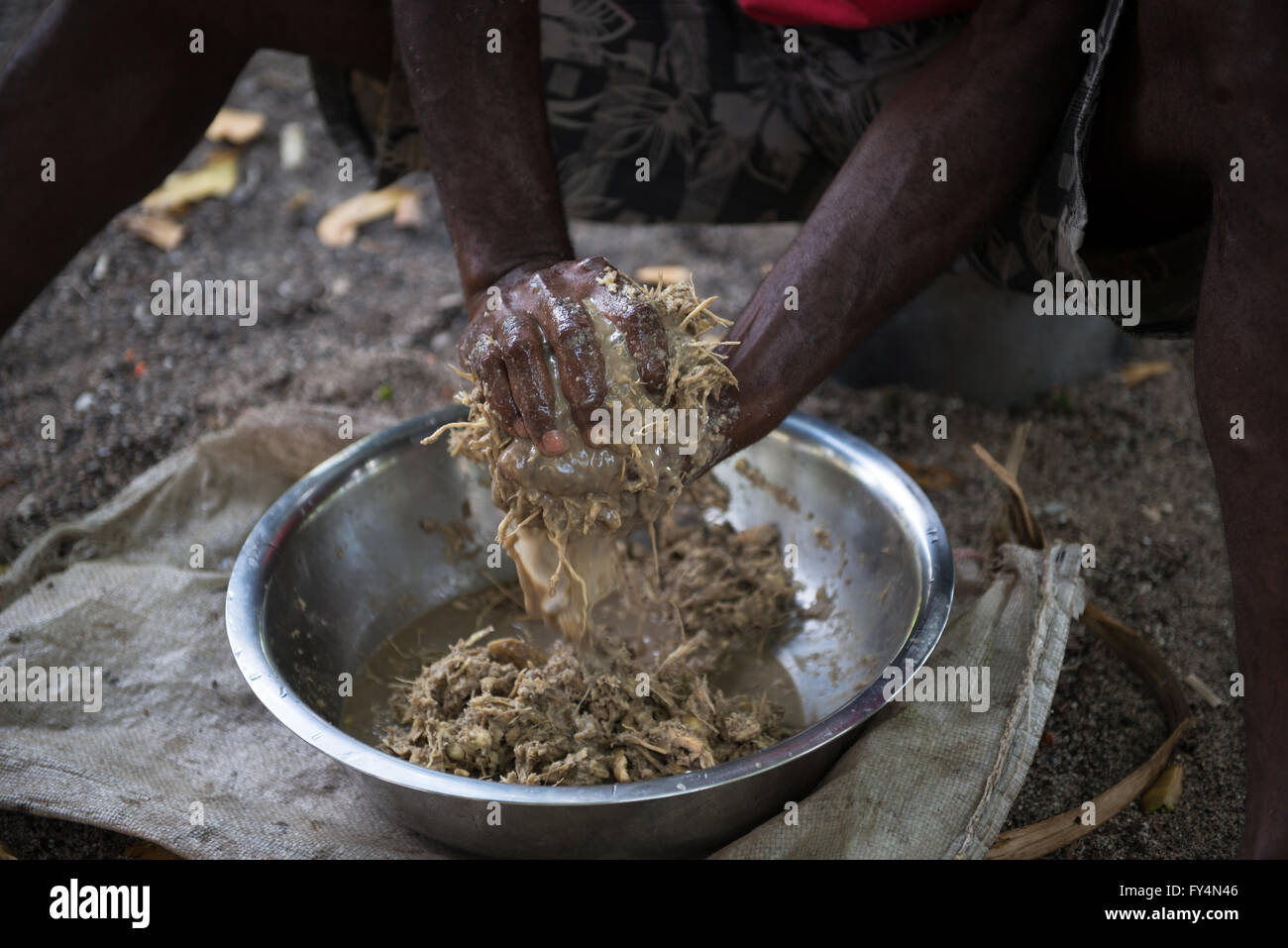 Kava root being prepared for drink, Vanuatu. Stock Photo
