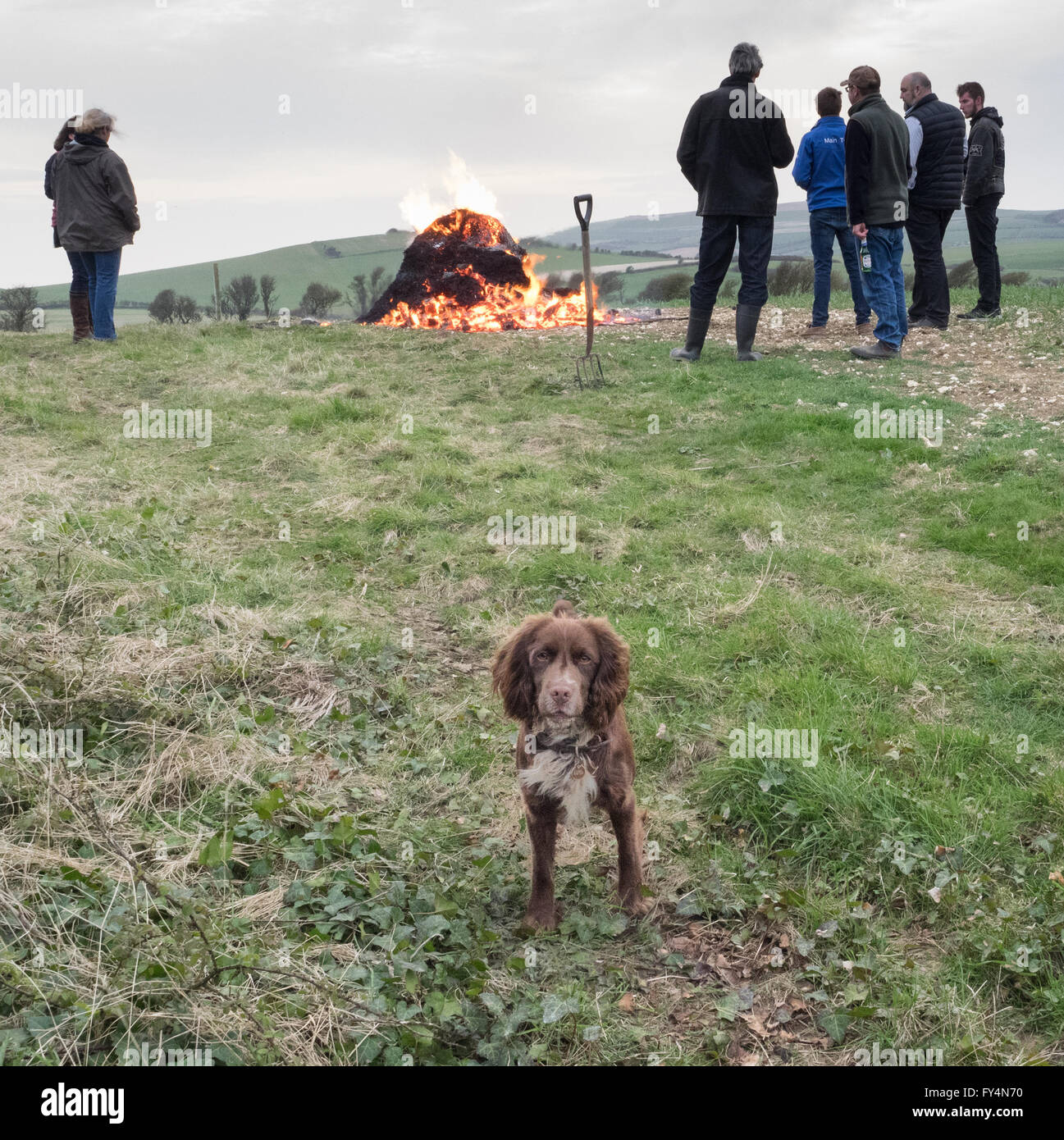 a cocker spaniel dog looks at camera with group of spectators looking at a lit fire beacon for queen's 90th birthday, Whitwell, Isle of Wight, UK Stock Photo