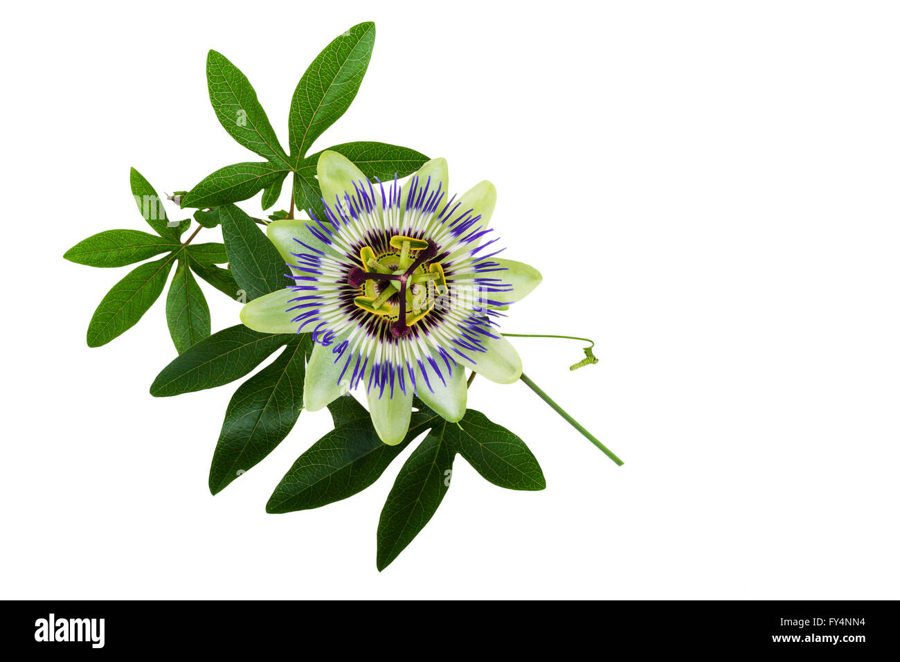 Passiflora or Passion Flower. Homeopathic plant. Stock Photo