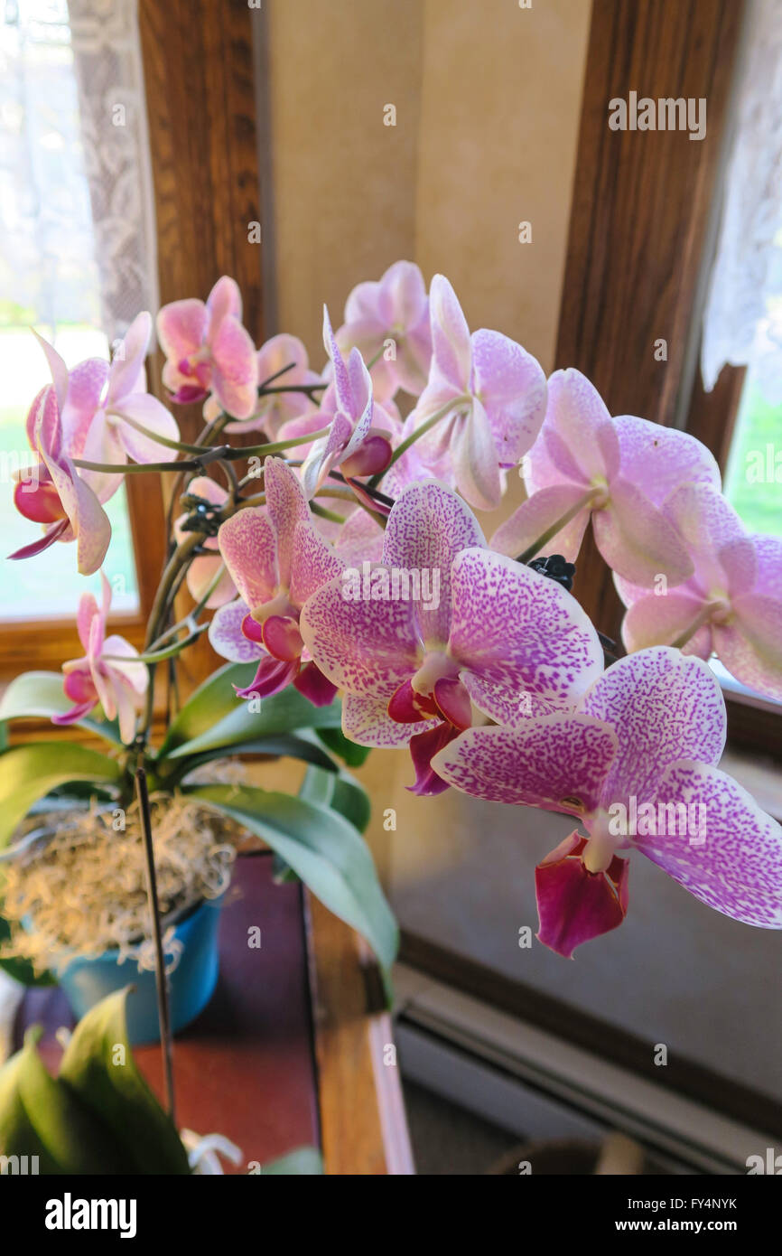 Orchids bright pink flowers hi-res stock photography and images - Alamy