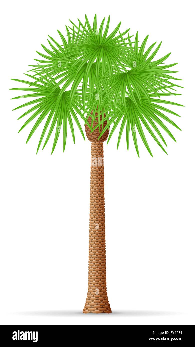 palm tree vector illustration isolated on white background Stock Vector ...