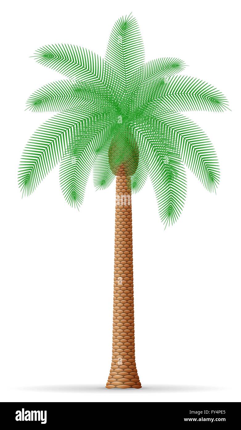 palm tree vector illustration isolated on white background Stock Vector ...