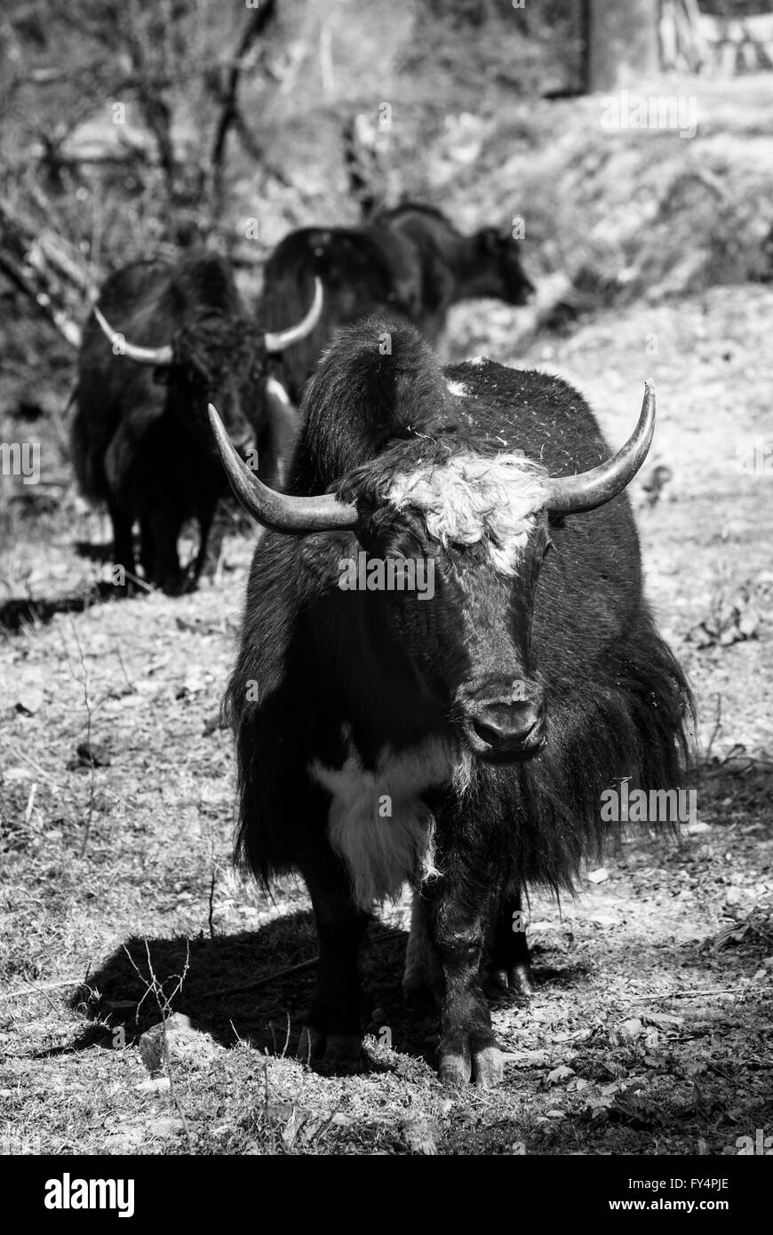 Black and white image of yaks by roadside near Lawa La (a 3360-m Himalayan mountain pass) in western Bhutan Stock Photo