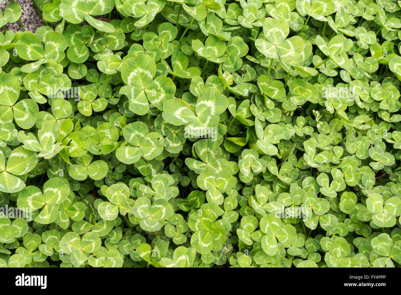 Close-up of Irish shamrock bush Stock Photo