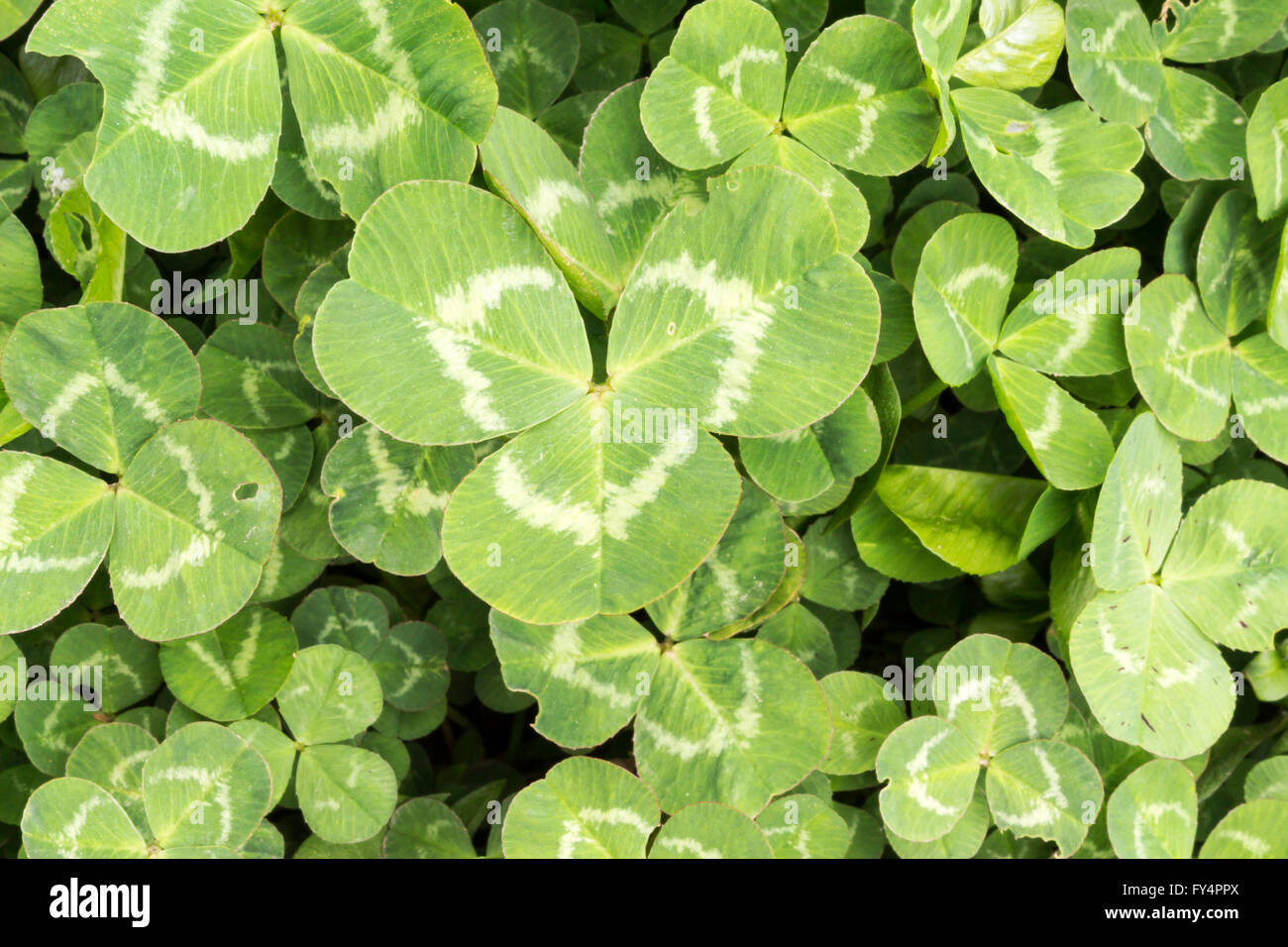 Close-up of Irish shamrock bush Stock Photo