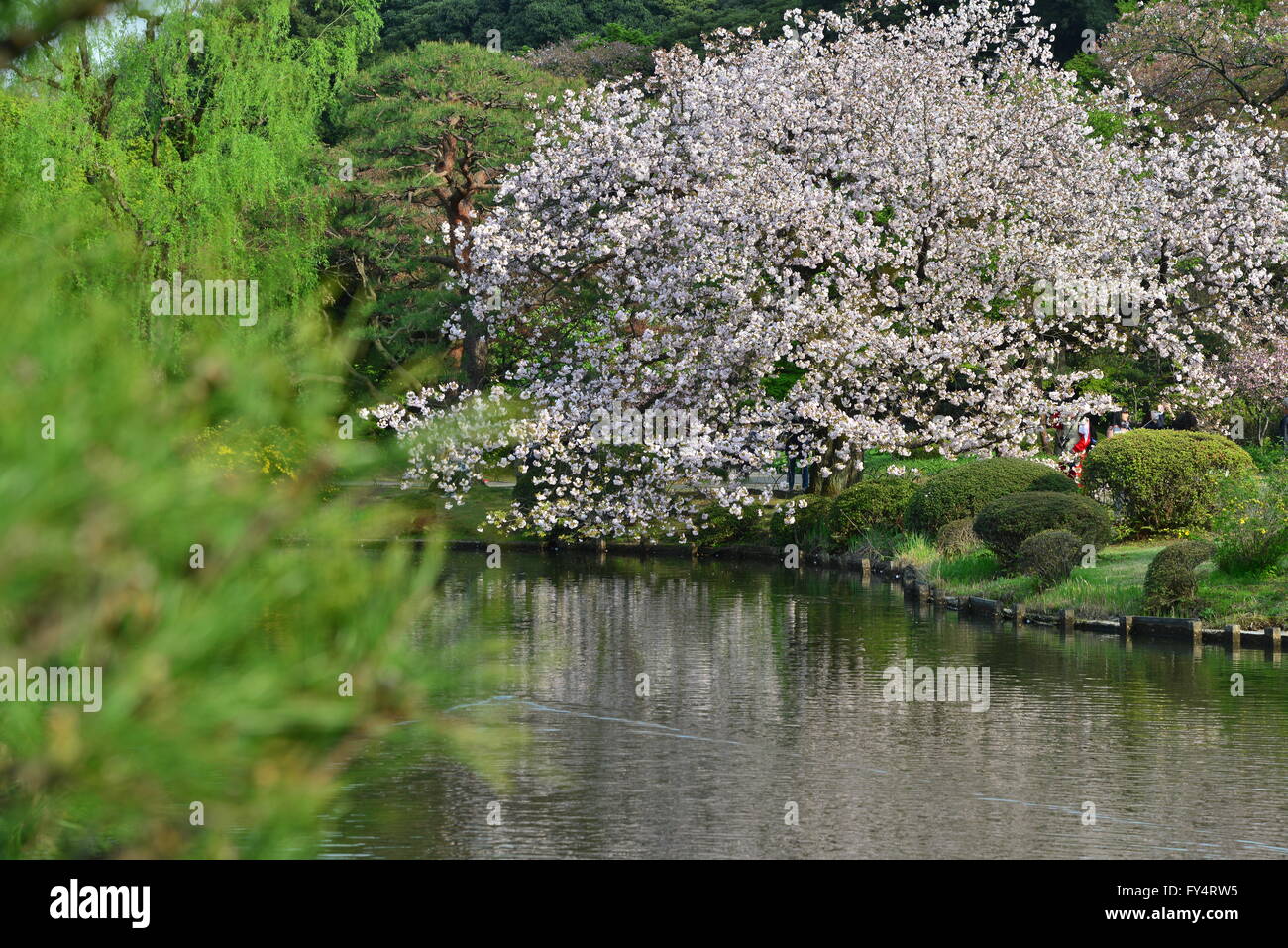 Shinjuku Gyoen, Tokyo, Japan Stock Photo - Alamy