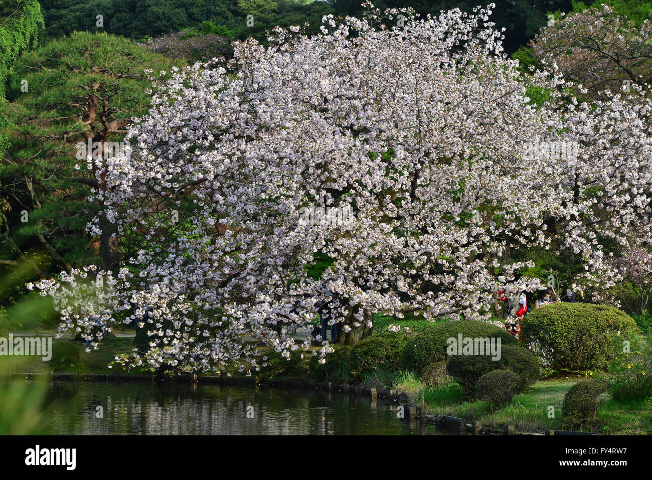 Shinjuku Gyoen, Tokyo, Japan Stock Photo - Alamy