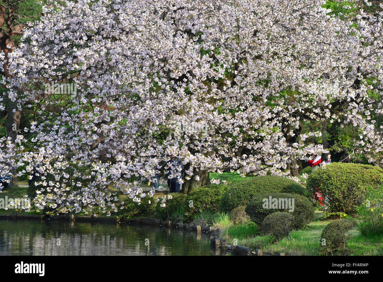 Shinjuku Gyoen, Tokyo, Japan Stock Photo - Alamy