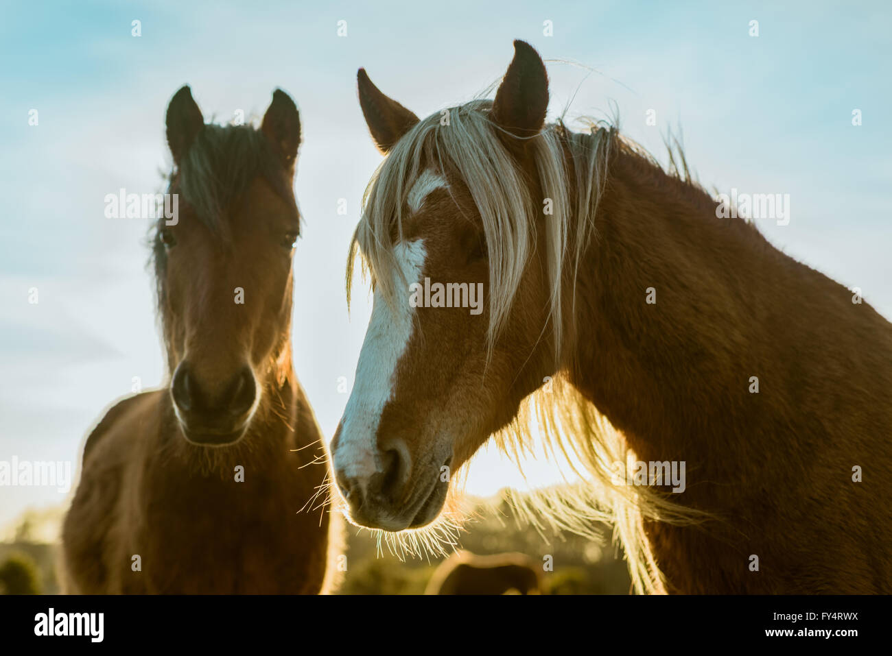 Two wild horses in the New Forest, England, at a Springtime sunset Stock Photo
