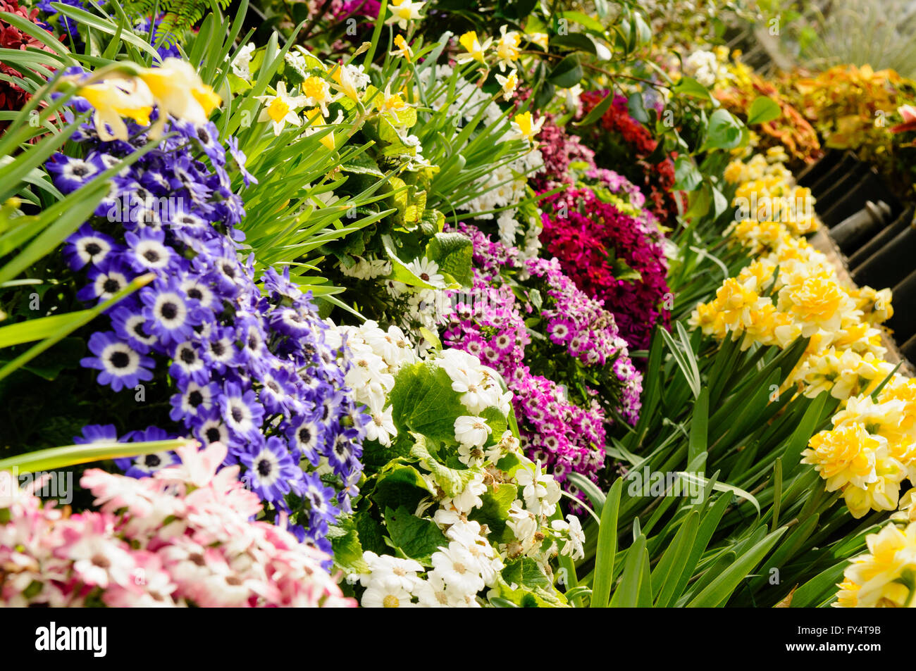 Flowers and plants botanic gardens belfast hi-res stock photography and ...
