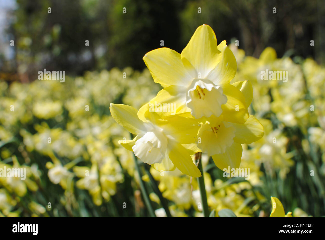 The daffodil is the national flower of Wales. Il is also ...