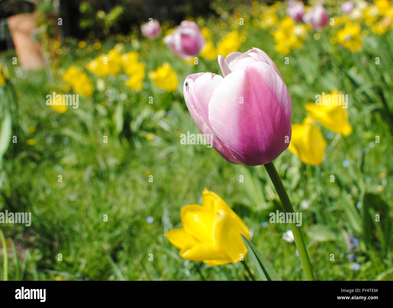 The tulip is the national flower of Netherlands Stock Photo Alamy