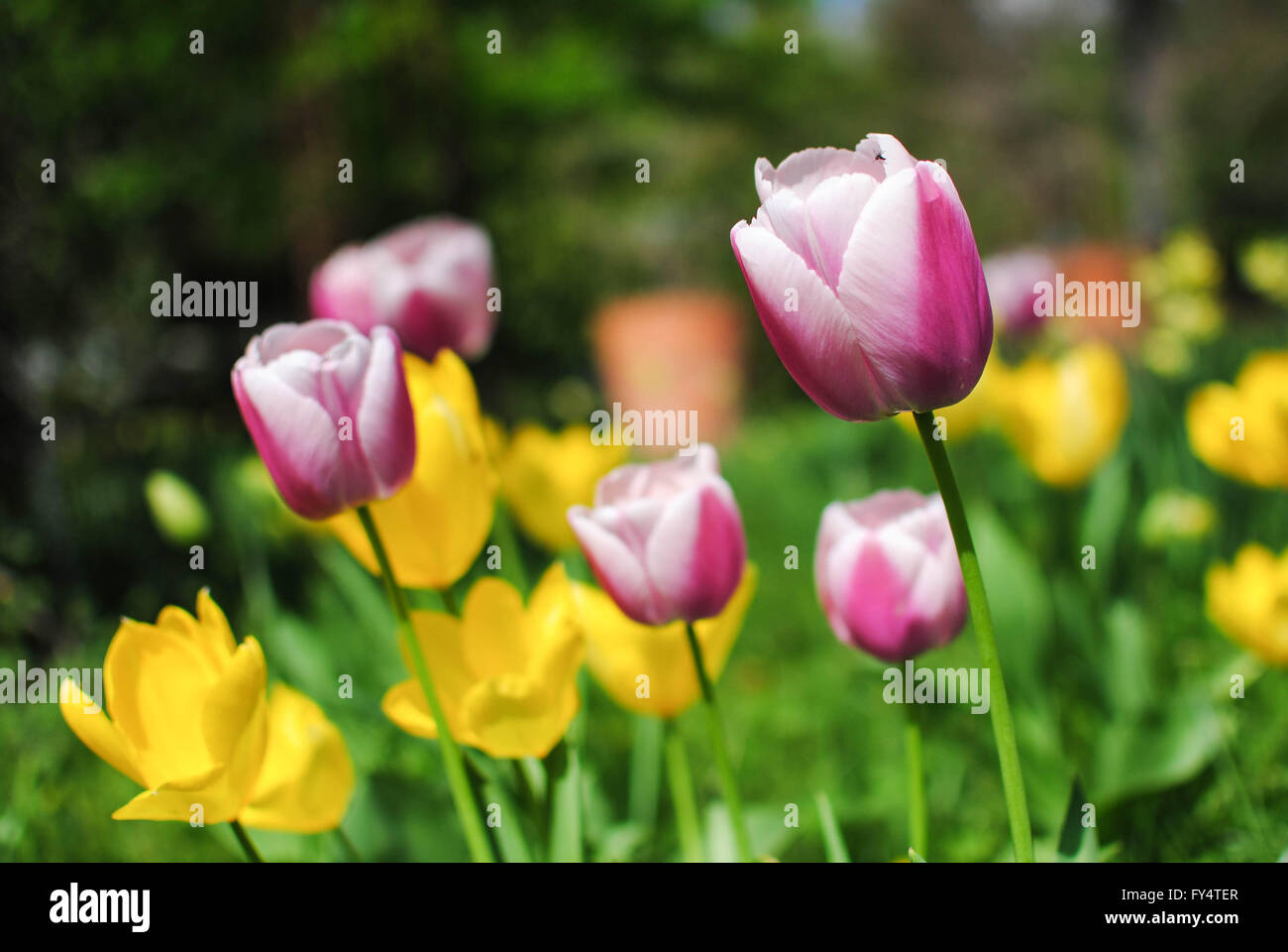 The tulip is the national flower of Netherlands Stock Photo Alamy