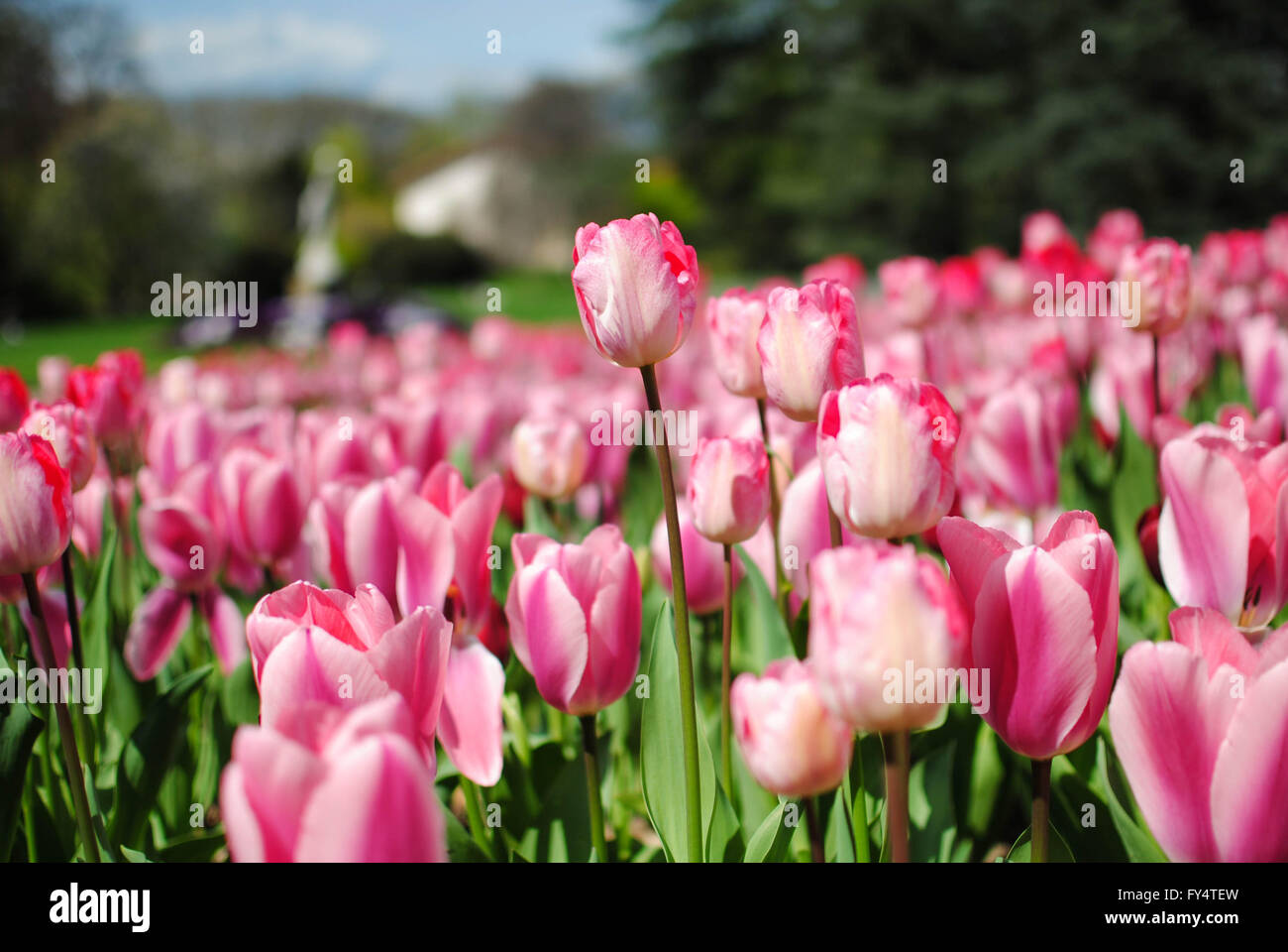 The tulip is the national flower of Netherlands Stock Photo Alamy