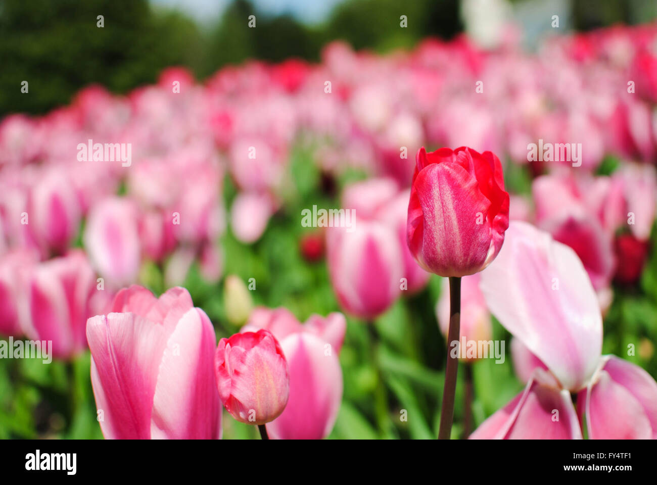 The tulip is the national flower of Netherlands Stock Photo Alamy