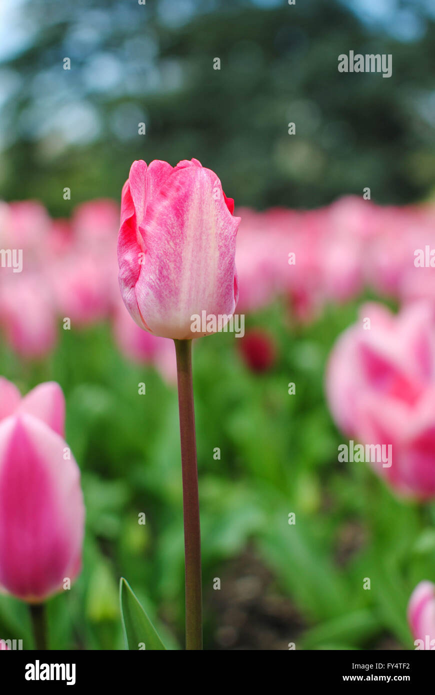 The tulip is the national flower of Netherlands Stock Photo Alamy
