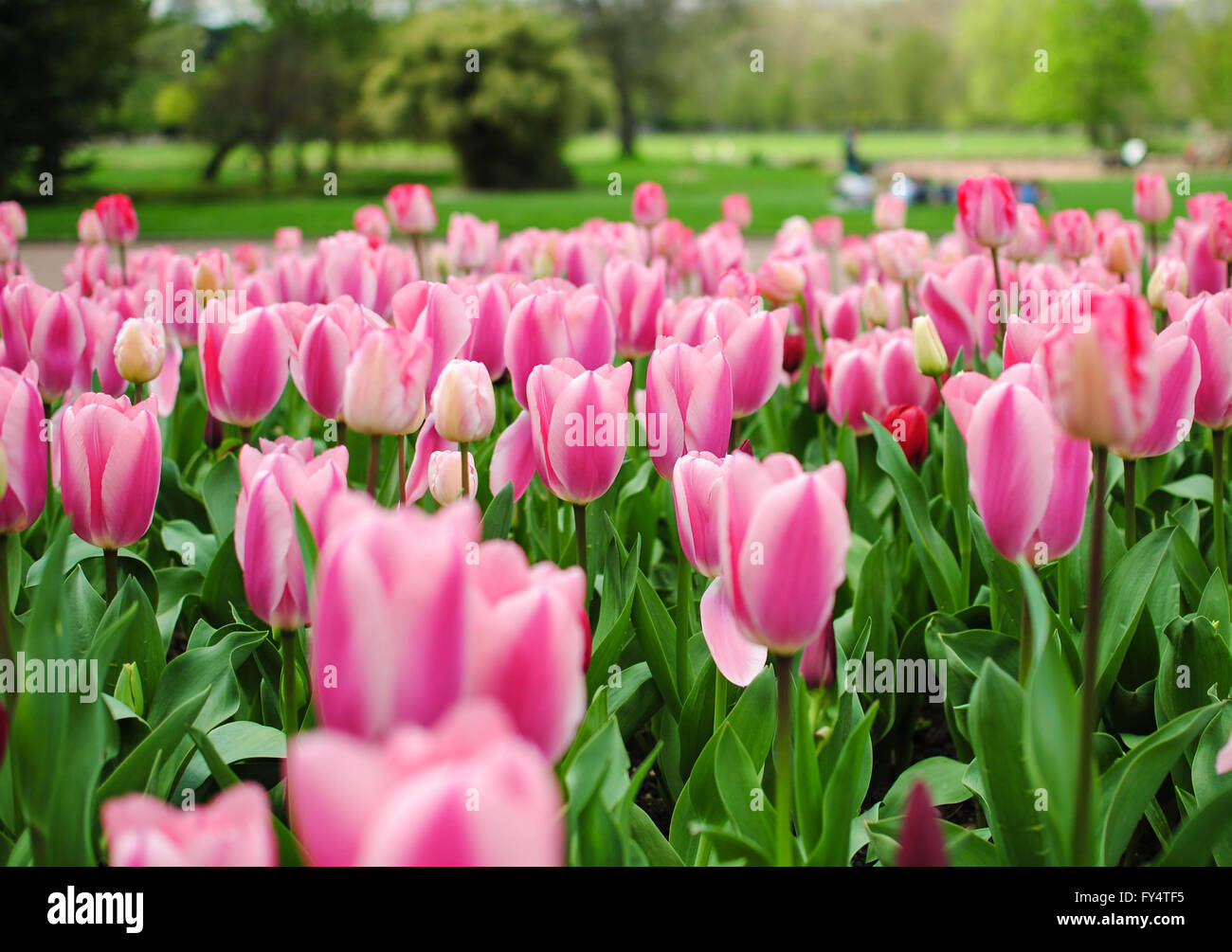 The tulip is the national flower of Netherlands Stock Photo Alamy