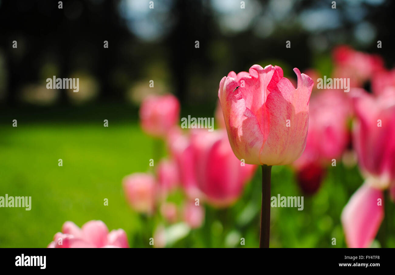 The tulip is the national flower of Netherlands. Stock Photo