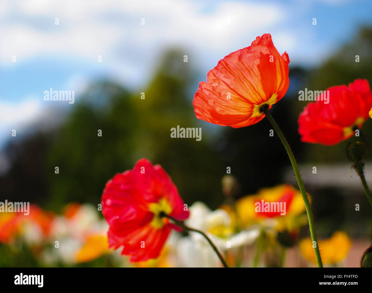 The poppy flower is a symbol of the spring in france Stock Photo