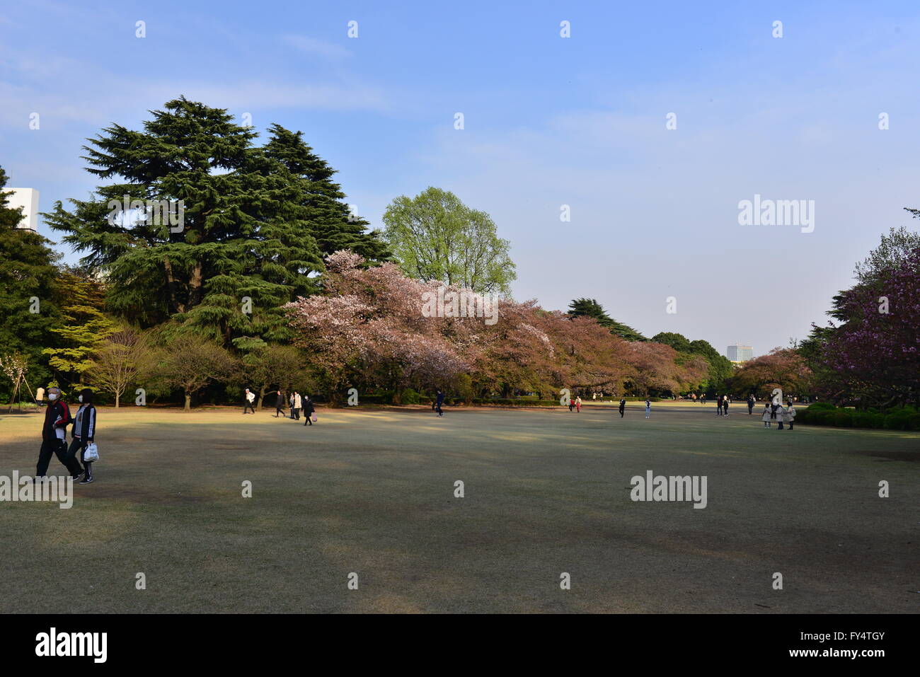 Shinjuku Gyoen, Tokyo, Japan Stock Photo - Alamy