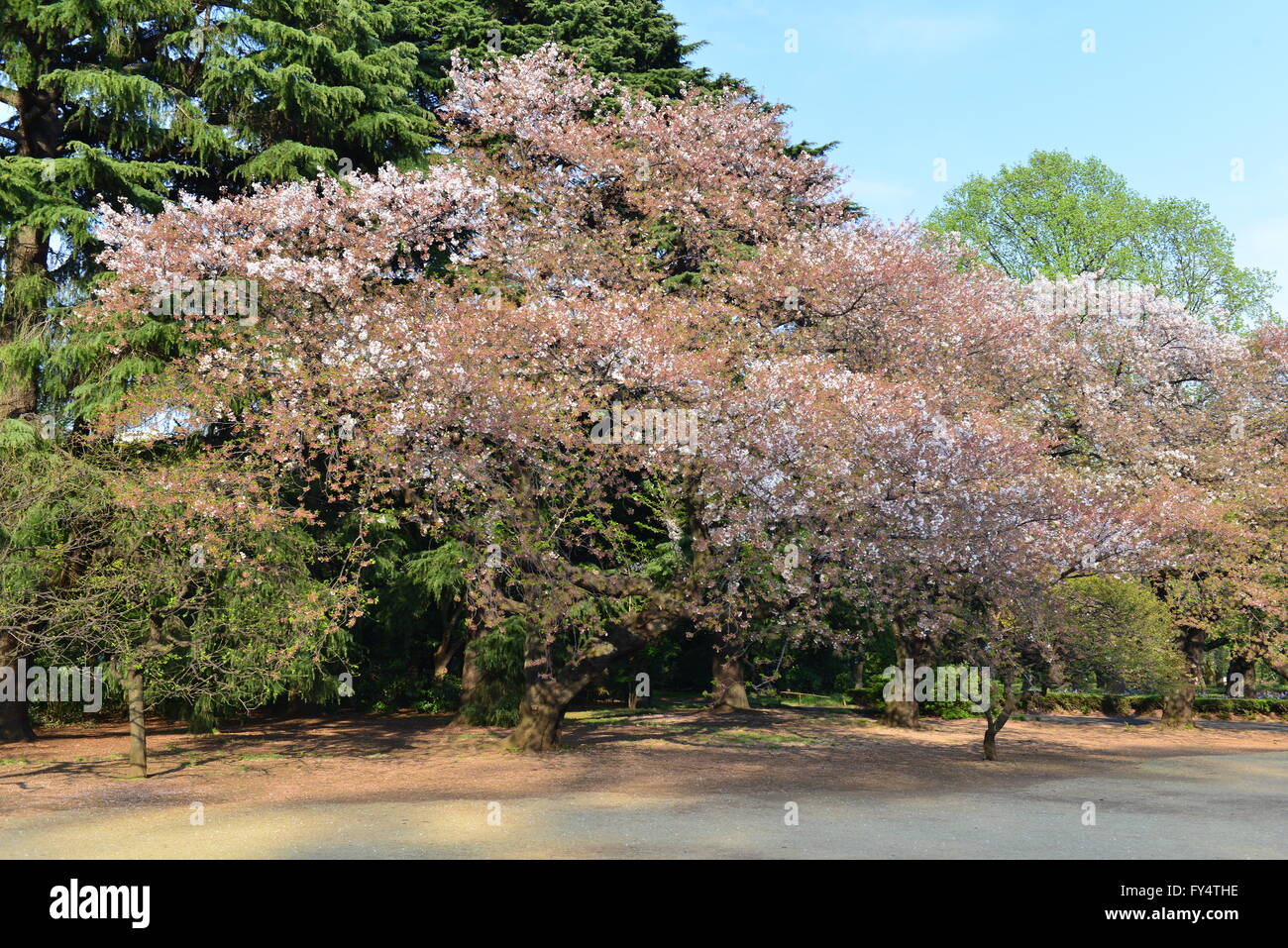 Shinjuku Gyoen, Tokyo, Japan Stock Photo - Alamy
