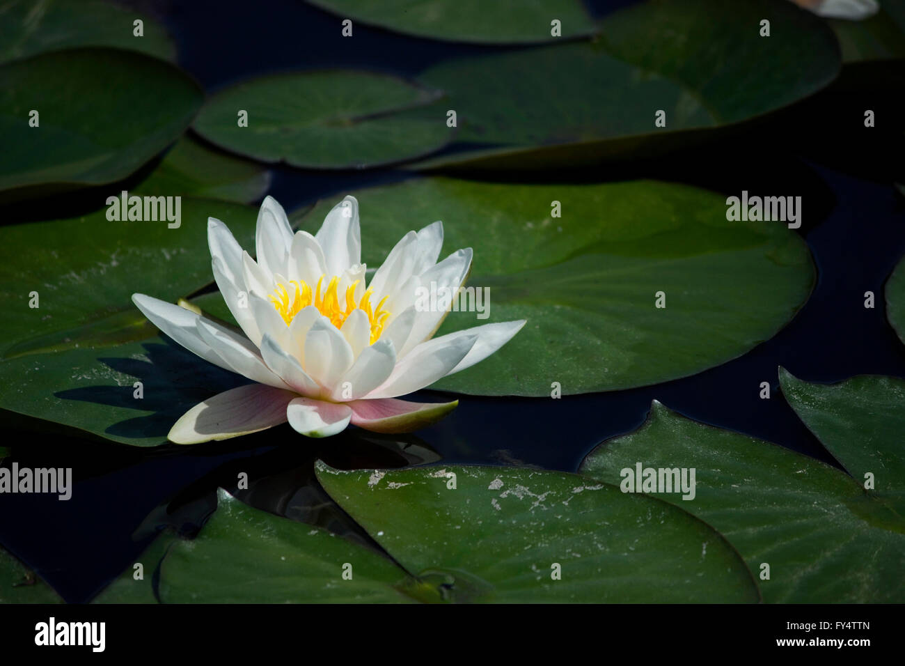 Close-up of a sacred fresh white water lily (waterlily cultivar) hydrophilic herb blossom surrounded by floating lily pads. Stock Photo