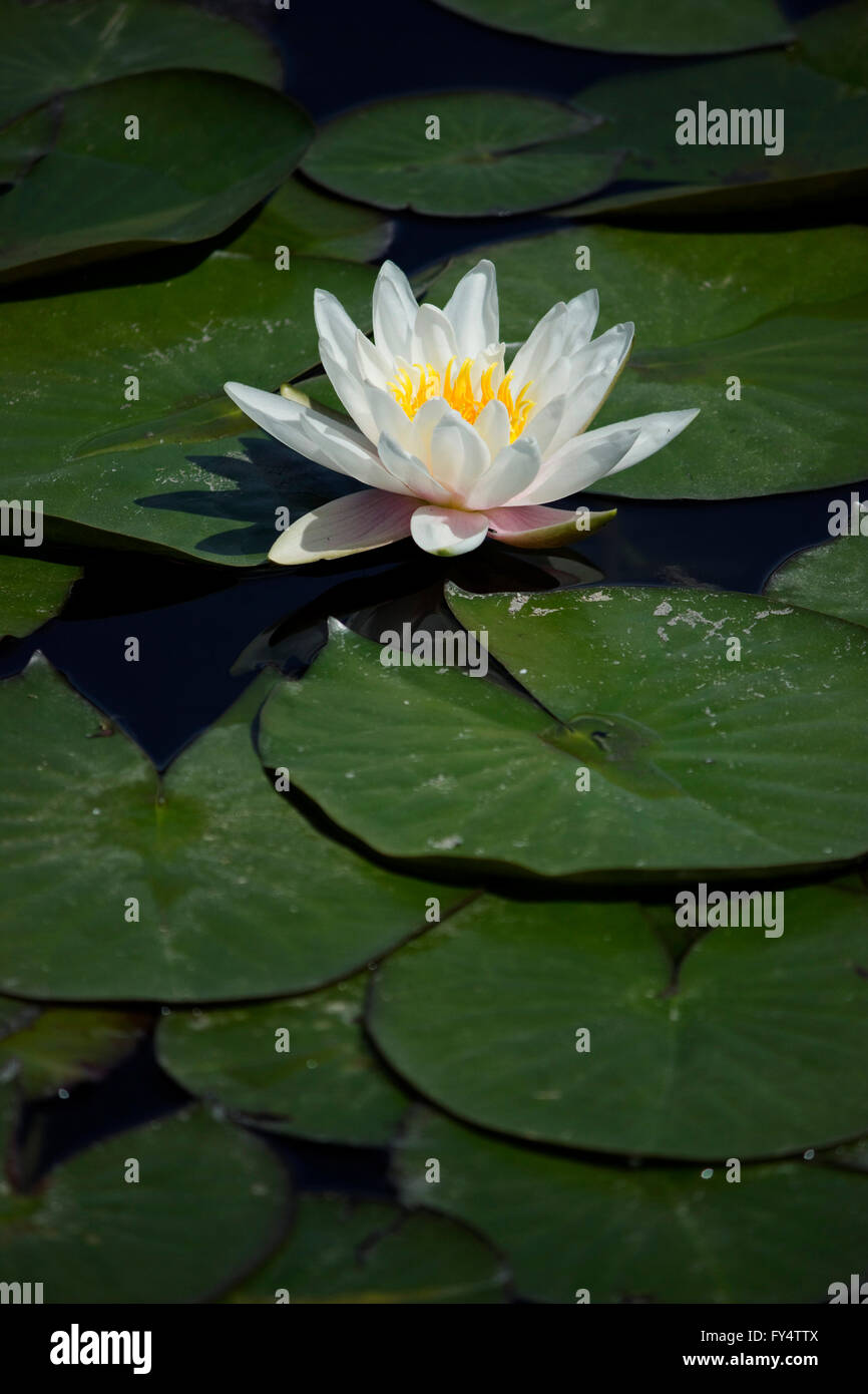 Closeup of a beautiful spiritual fresh white water lily (waterlily) hydrophilic herb blossom and floating lily pads. Stock Photo