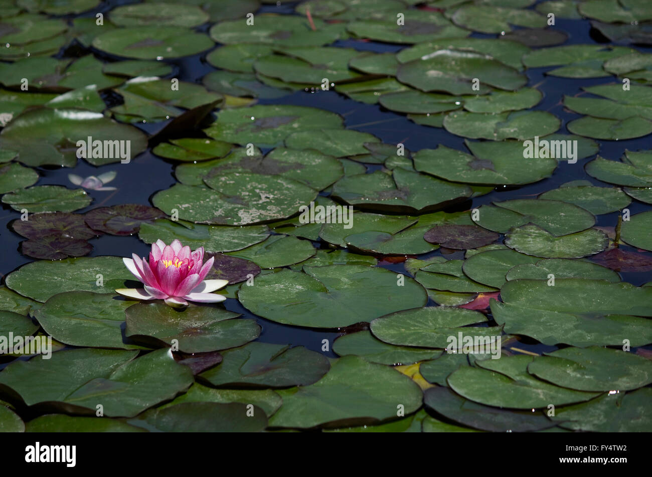 Spiritual violet-colored water lily (waterlily) aquatic ornamental herb blossom surrounded by floating lily pads. Stock Photo
