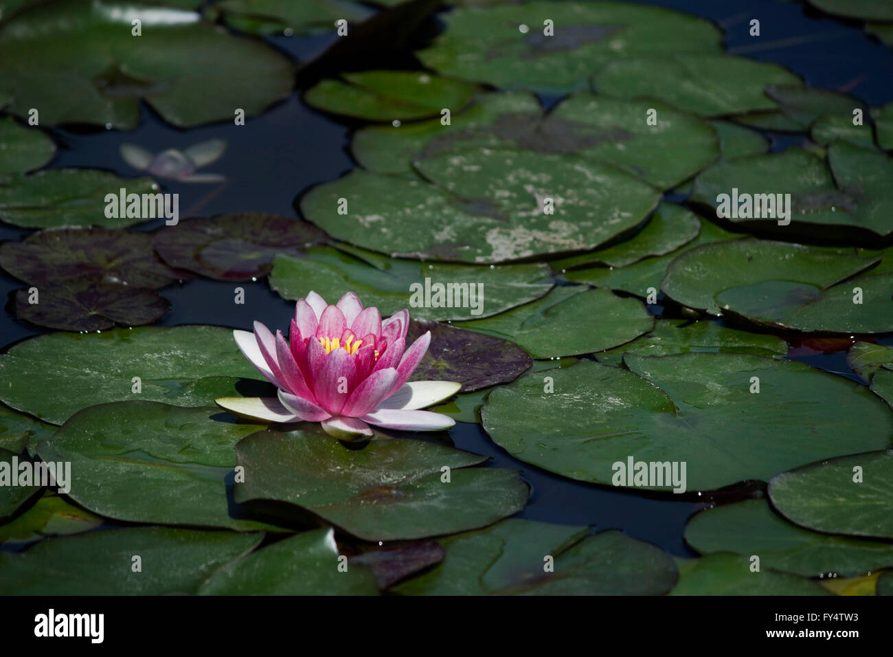 Violet waterlily (water lily) aquatic herb plant and green lily pads floating on water pond's surface. Stock Photo