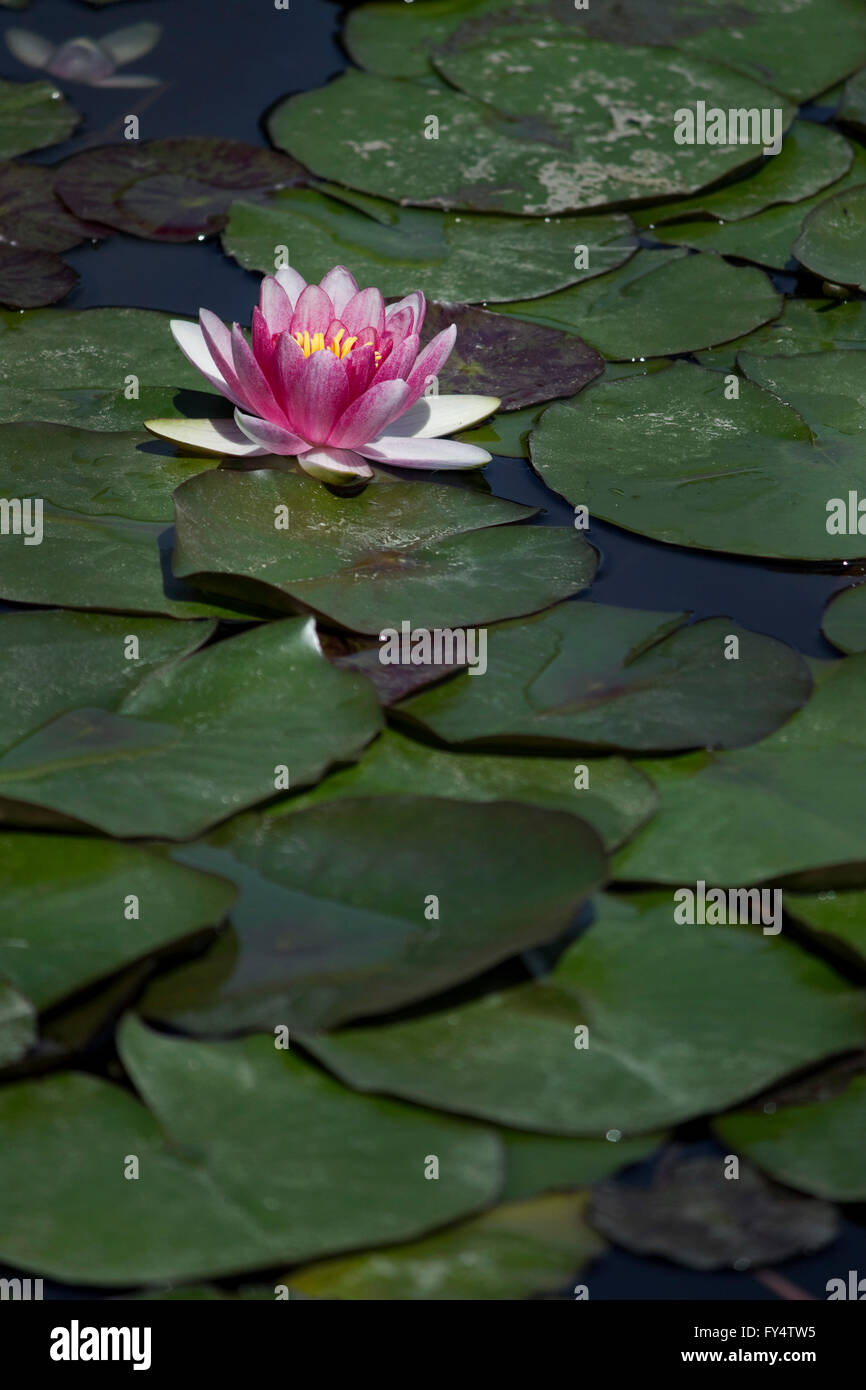 Violet-colored water lily (waterlily cultivar) hydrophilic herb blossom surrounded by floating lily pads. Stock Photo