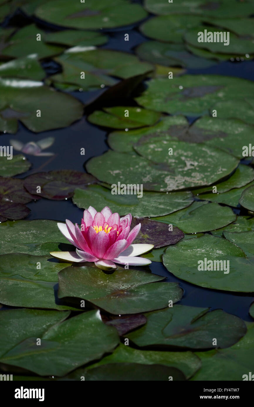 Violet-colored water lily (waterlily cultivar) hydrophilic herb blossom surrounded by floating lily pads. Stock Photo