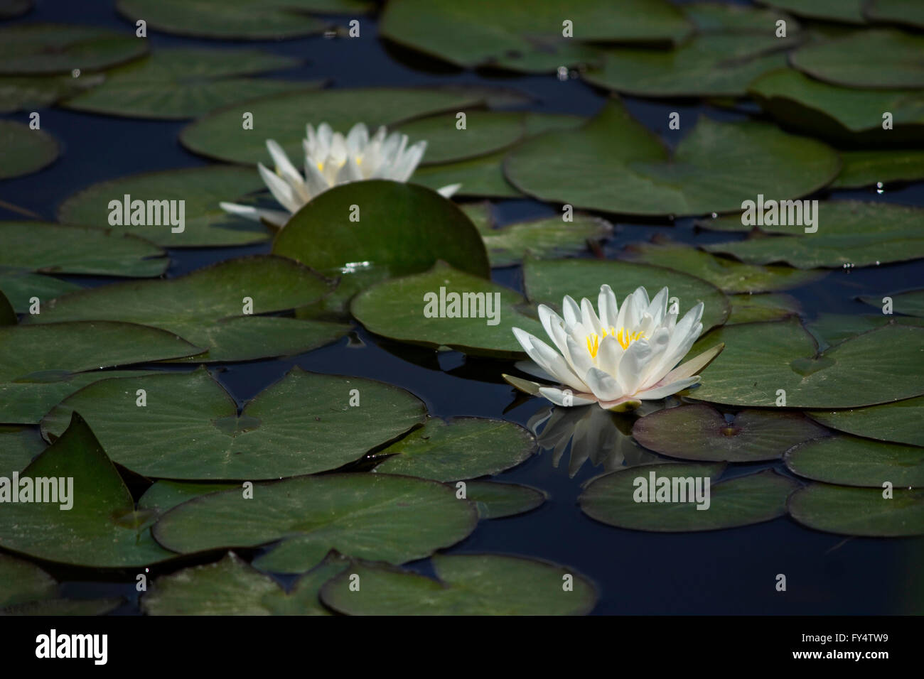 Water lily (waterlily), a rhizomatous aquatic herb and floating beautiful green lily pads (leaves). Stock Photo