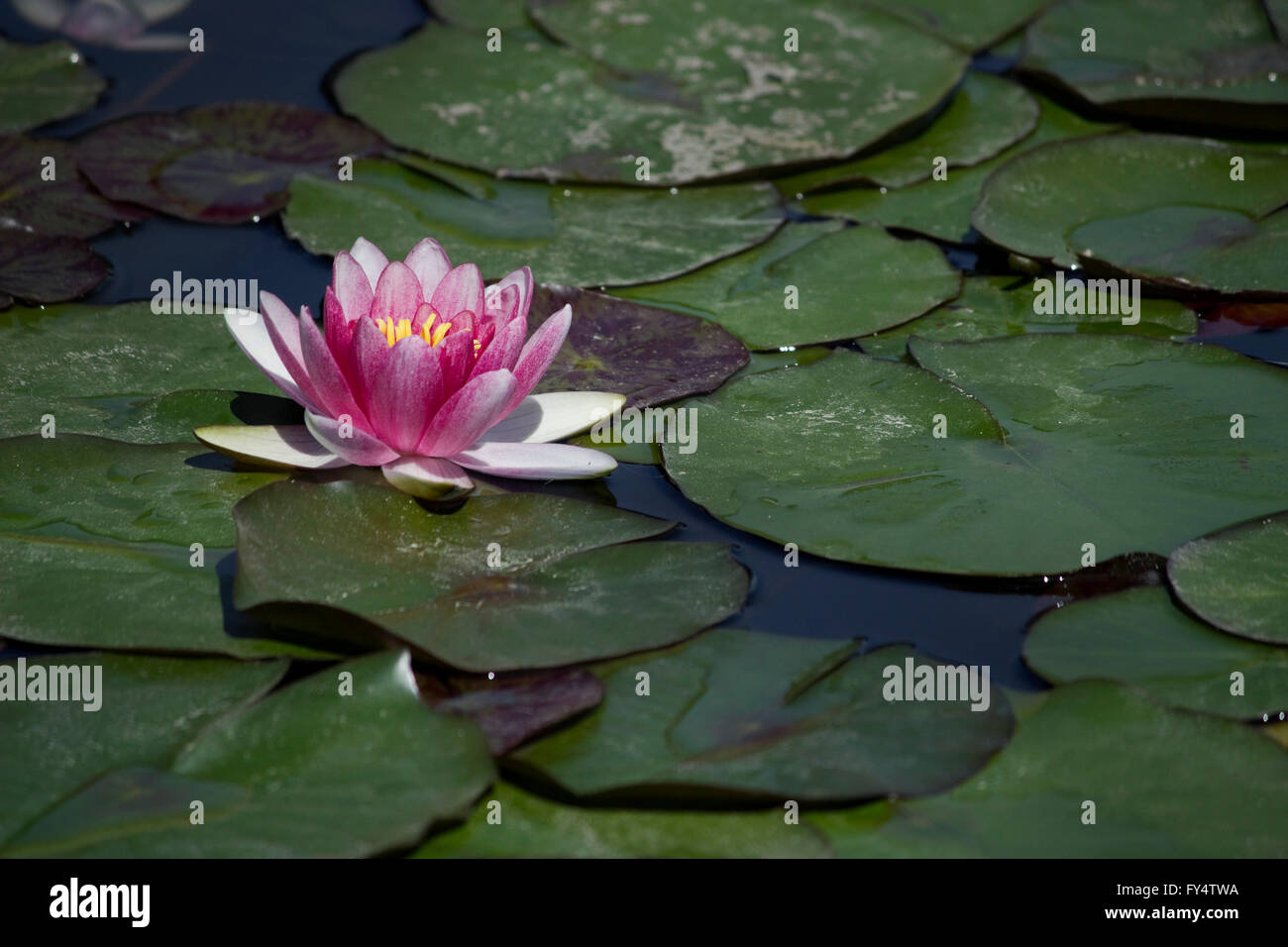 Closeup of a violet colour water lily (waterlily plant) hydrophilic herb blossom and green lily pads floating on water. Stock Photo