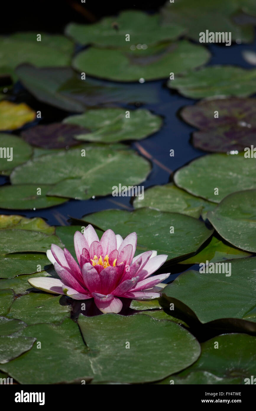 Close-up of a floating violet water lily (waterlily cultivar) day blooming aquatic herb plant and lily pads. Stock Photo