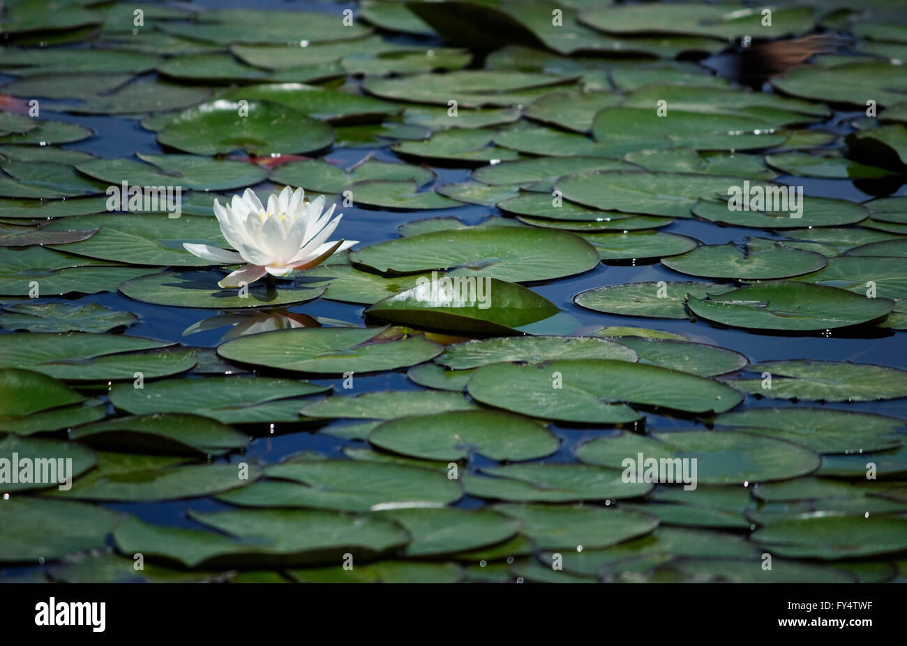 Beautiful sacred white water lily (waterlily), a rhizomatous aquatic herb, surrounded by floating lily pads. Greece Stock Photo