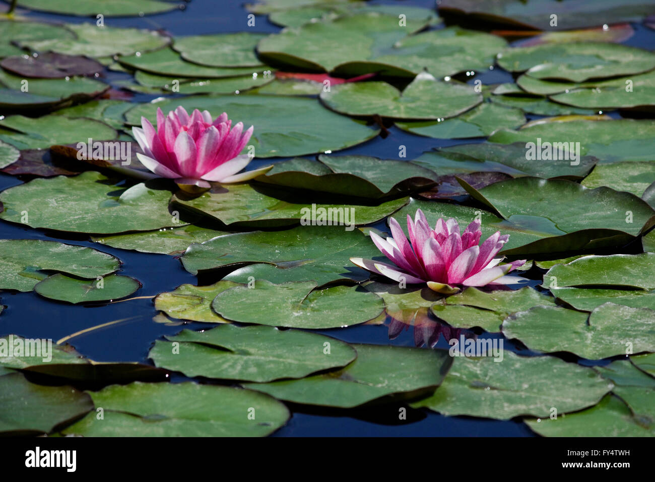 Two violet-coloured water lilies (waterlilies) aquatic herbs plants surrounded by floating green lily pads. Stock Photo