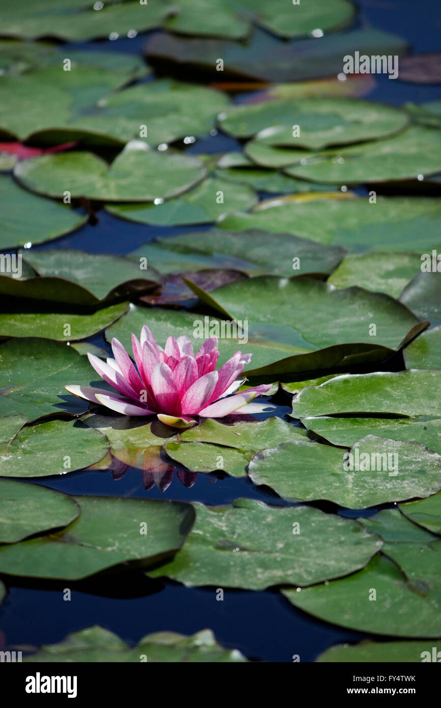 Close-up of a sacred violet-colored water lily (waterlily cultivar) hydrophilic herb and floating lily pads. Stock Photo