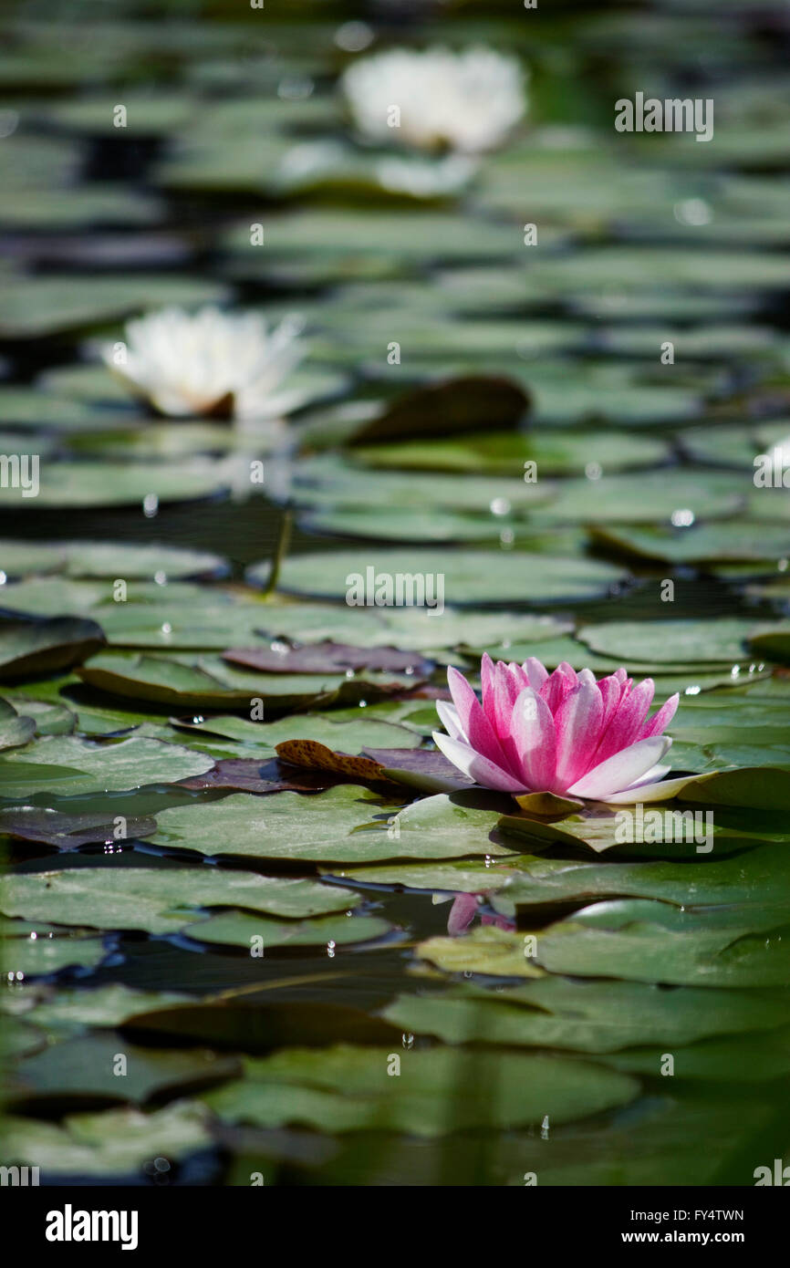 Violet-white colored petals of a water lily (waterlily cultivar) plant surrounded by floating white waterlilies and lily pads Stock Photo
