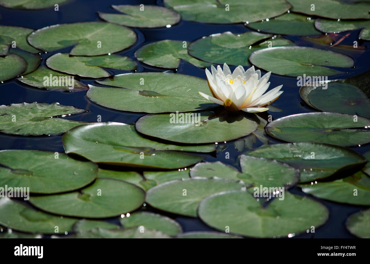 Close-up on a white water lily (waterlily) surrounded by floating lily pads (Nymphaea) Stock Photo