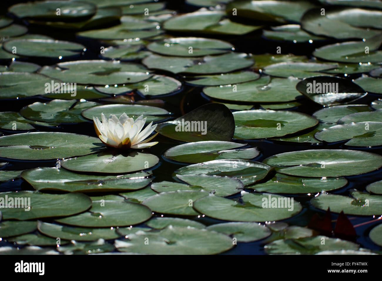 A fresh floating backlit white water lily (waterlily) flower floating on water  pond surface. Stock Photo