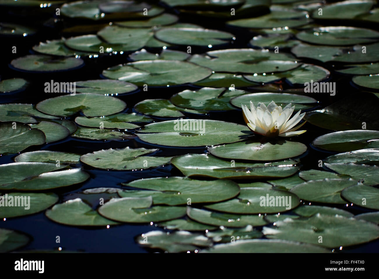 A fresh floating backlit white waterlily flower floating on water  pond surface, surrounded by lilly pads (leaves) Stock Photo