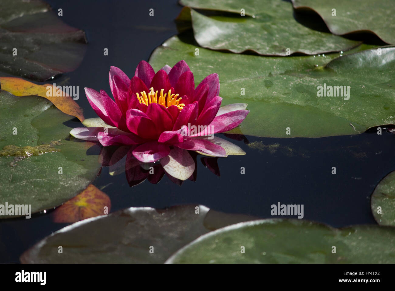 Close-up of a sacred violet color water lily (waterlily cultivar) hydrophilic herb blossom surrounded by floating lily pads. Stock Photo