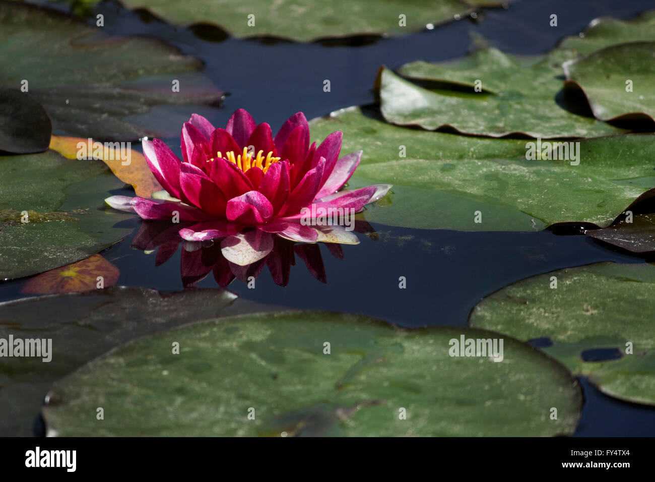 Close-up of a sacred violet-colored water lily (waterlily cultivar) hydrophilic herb blossom surrounded by floating lily pads. Stock Photo